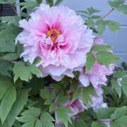 ヒメ日記 2026/04/07 07:40 投稿 りのあ 熟女の風俗最終章 相模原店