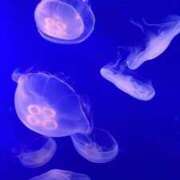 ヒメ日記 2026/04/10 18:01 投稿 りのあ 熟女の風俗最終章 相模原店