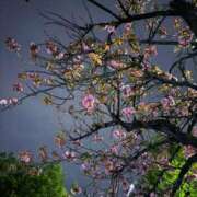 ヒメ日記 2026/04/14 13:06 投稿 るい 極楽城(ゴクラクジョウ)