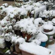 月城牡丹 おはようございます 五十路マダムセレブリティ横浜店（カサブランカグループ）