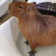 ヒメ日記 2026/03/28 10:02 投稿 ネネ ファーストレディー