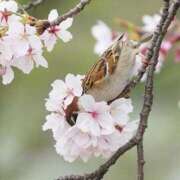 ヒメ日記 2024/03/27 07:43 投稿 はな 妻天 京橋店