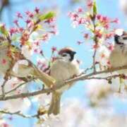 ヒメ日記 2024/04/14 07:53 投稿 はな 妻天 京橋店