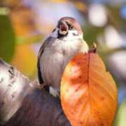 ヒメ日記 2025/11/21 09:48 投稿 はな 妻天 京橋店