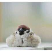 ヒメ日記 2025/12/13 11:03 投稿 はな 妻天 京橋店