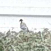 ヒメ日記 2026/02/27 08:21 投稿 はな 妻天 京橋店