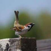 はな このチュンは男子 妻天 京橋店