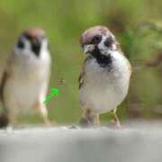 ヒメ日記 2026/03/09 14:06 投稿 はな 妻天 京橋店