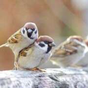 ヒメ日記 2026/03/13 14:42 投稿 はな 妻天 京橋店