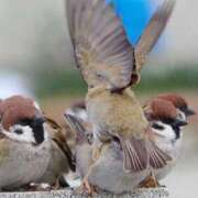 ヒメ日記 2026/03/17 11:06 投稿 はな 妻天 京橋店