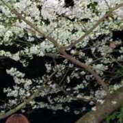 ヒメ日記 2026/04/02 20:45 投稿 むぅ サマンサ(和歌山)