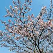 ヒメ日記 2026/03/29 07:01 投稿 もも luxury spa 風雅