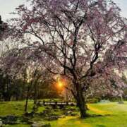 ヒメ日記 2026/04/03 19:01 投稿 もも luxury spa 風雅