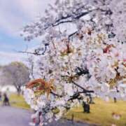 ヒメ日記 2026/04/15 13:48 投稿 まき 京都BOOK MARK（ブックマーク）