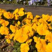 ヒメ日記 2026/03/20 22:24 投稿 ねね ギン妻パラダイス 堺東店