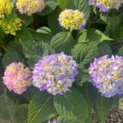 ヒメ日記 2026/05/15 09:24 投稿 ねね ギン妻パラダイス 堺東店
