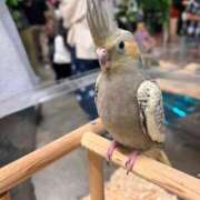 ヒメ日記 2026/07/06 08:41 投稿 ねね ギン妻パラダイス 堺東店