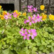 ヒメ日記 2026/07/27 09:37 投稿 ねね ギン妻パラダイス 堺東店