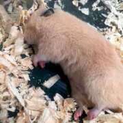 ヒメ日記 2026/08/11 21:01 投稿 ねね ギン妻パラダイス 堺東店
