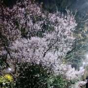 ヒメ日記 2026/03/19 11:46 投稿 芽花(めいか) 人妻出逢い会 百合の園 新宿店