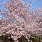 ヒメ日記 2026/03/26 09:56 投稿 芽花(めいか) 人妻出逢い会 百合の園 新宿店