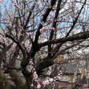 ヒメ日記 2026/03/23 10:08 投稿 あげは 京都回春性感マッサージ倶楽部