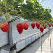 ヒメ日記 2026/03/24 09:08 投稿 あげは 京都回春性感マッサージ倶楽部