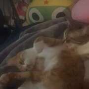 ヒメ日記 2026/03/22 18:12 投稿 しずく TALENT（タレント）