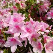 ヒメ日記 2026/04/18 19:01 投稿 ひなこ ドリーム水戸