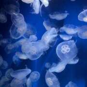 ヒメ日記 2026/03/18 10:24 投稿 さよ ていくぷらいど.学園