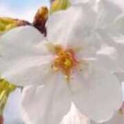 ヒメ日記 2026/03/29 15:36 投稿 さくら ぐっすり山田　池袋店