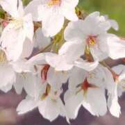 ヒメ日記 2026/04/05 12:16 投稿 さくら ぐっすり山田　池袋店