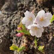 ヒメ日記 2026/04/10 14:57 投稿 さくら ぐっすり山田　池袋店