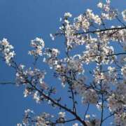 ヒメ日記 2026/04/04 15:47 投稿 速水 こはく 響-HIBIKI-