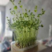 ヒメ日記 2026/03/24 15:35 投稿 もか SOAPLAND LOVE FACTORY