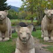 ヒメ日記 2026/04/12 05:52 投稿 もか SOAPLAND LOVE FACTORY