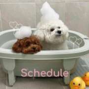 ヒメ日記 2026/04/14 13:46 投稿 れん S級美女専門　ロイヤルリング