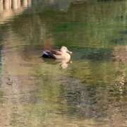 ヒメ日記 2026/04/22 18:30 投稿 ゆり エンジェルハンズ