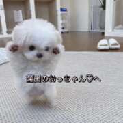 ヒメ日記 2026/04/11 15:55 投稿 れん 東京デザインリング錦糸町店