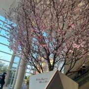 ヒメ日記 2026/03/22 18:02 投稿 こうめ スピード梅田店