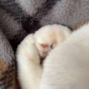 ヒメ日記 2026/04/05 22:25 投稿 蘭(らん) MERMAID～マーメイド～