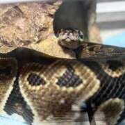 ヒメ日記 2026/03/22 15:25 投稿 【SP】かぐら サマンサ(和歌山)