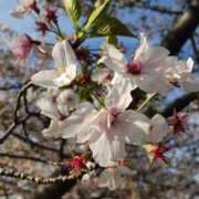 ヒメ日記 2026/04/02 12:35 投稿 こはる 逢って30秒で即尺