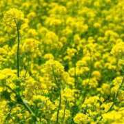 ヒメ日記 2026/03/17 12:00 投稿 れい 花嫁気分相馬・南相馬店