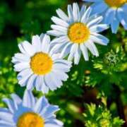 ヒメ日記 2026/03/31 09:40 投稿 れい 花嫁気分相馬・南相馬店