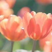 ヒメ日記 2026/03/31 12:15 投稿 れい 花嫁気分相馬・南相馬店