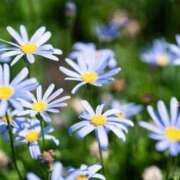 ヒメ日記 2026/03/31 14:30 投稿 れい 花嫁気分相馬・南相馬店