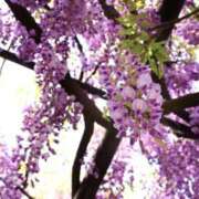 ヒメ日記 2026/04/23 12:55 投稿 れい 花嫁気分相馬・南相馬店