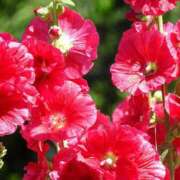ヒメ日記 2026/08/11 14:50 投稿 れい 花嫁気分相馬・南相馬店
