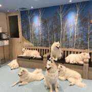 ヒメ日記 2026/04/05 04:39 投稿 なつめ デザインプリズム新宿